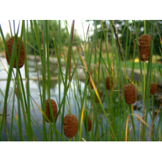 (PA) TYPHA MINIMA